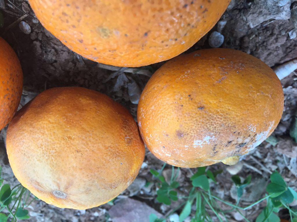 Phytophthora citrophthora NEVAL. Ensayos de Eficacia