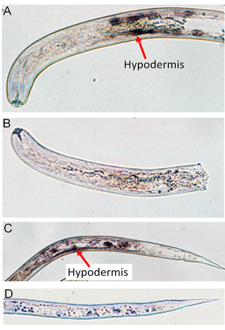 heterodera proteins FAR