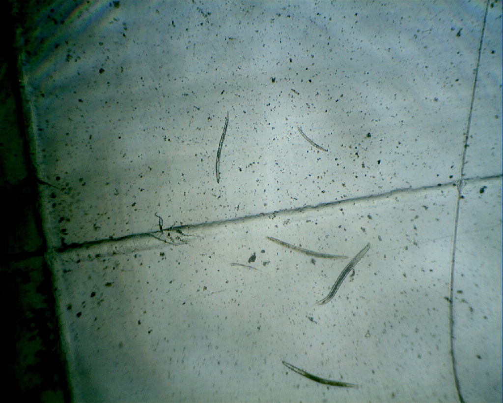 laboratorio nematodos en españa