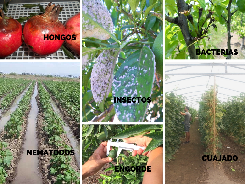 eficacia productos agrícolas eficacia productos agricolas