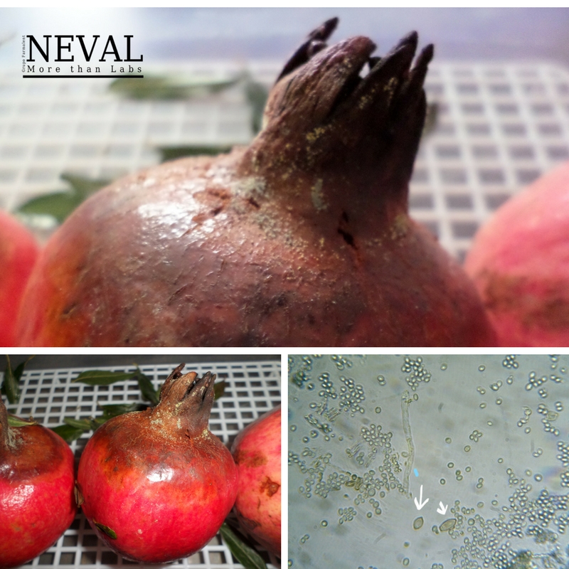 Phytophthora spp pomegranate Granada