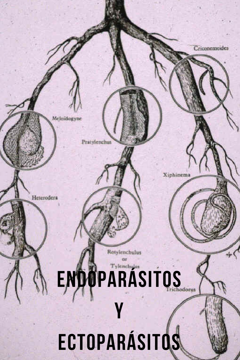 Endoparasitos y ectoparasitos