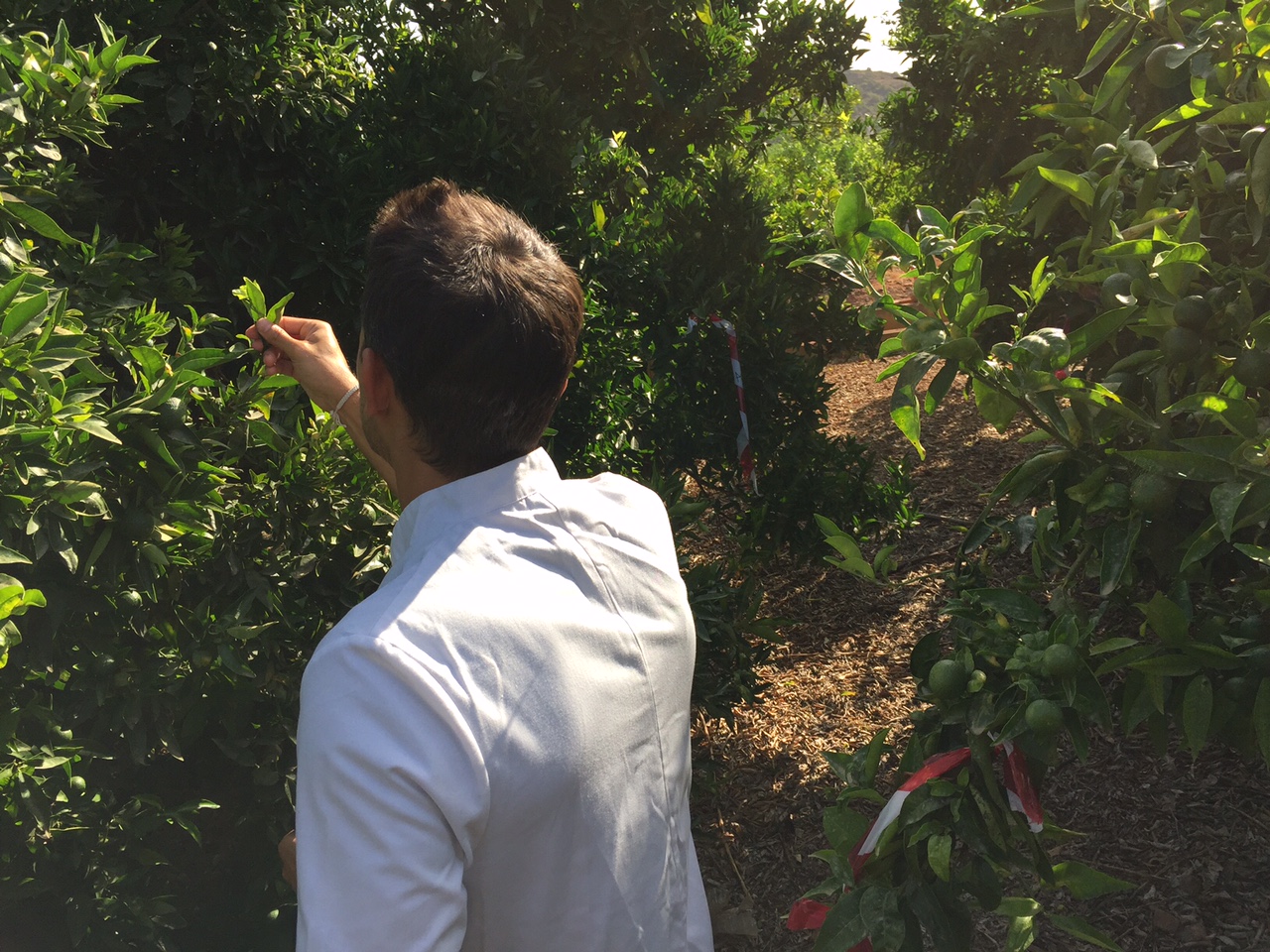 fruit attraction 2017 fruit attraction