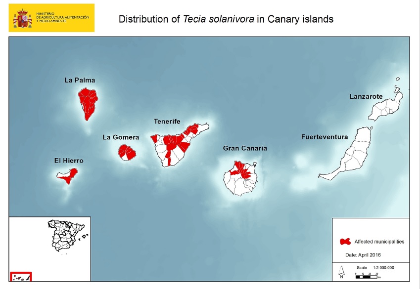 Tecia solanivora Canarias