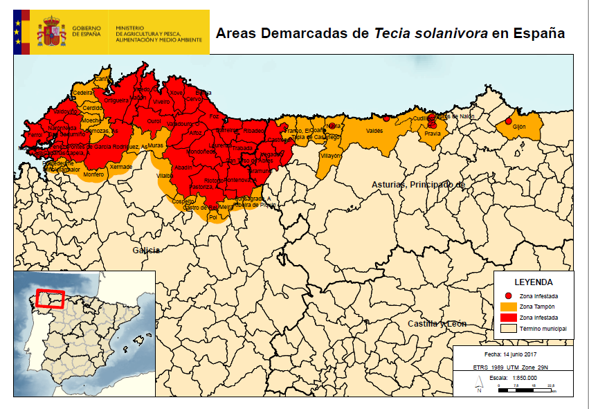 Polilla Guatemalteca