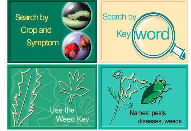 identificar plagas identificar plagas