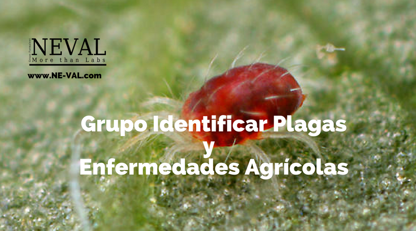 identificar plagas agrícolas