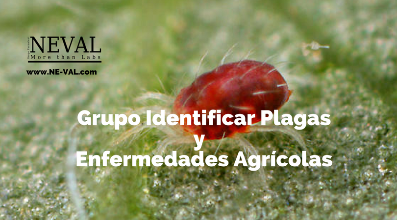 identificar plagas agrícolas identificar plagas agrícolas