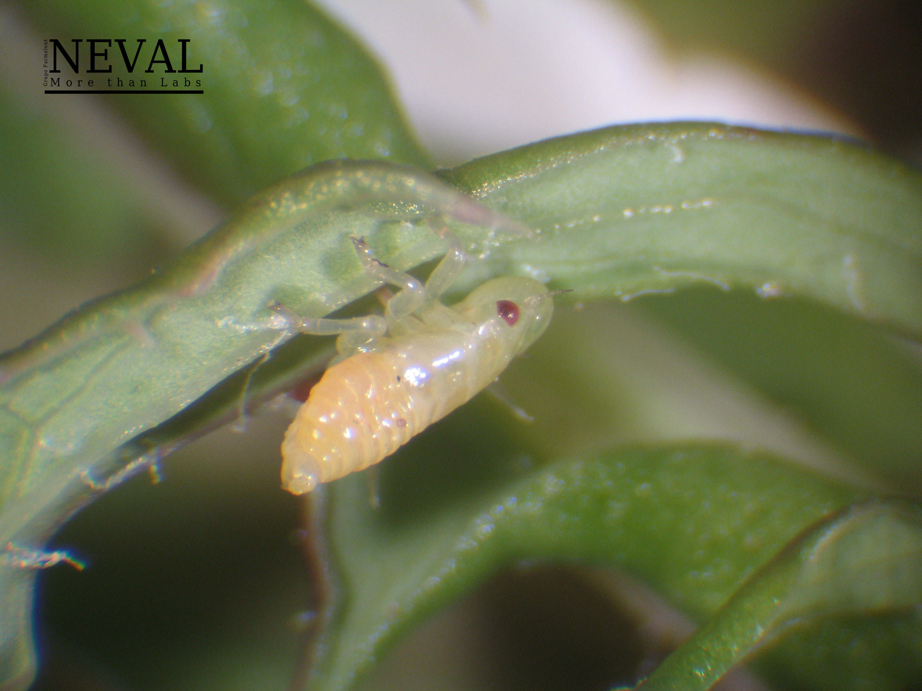 Alianza Control Vectores de Xylella