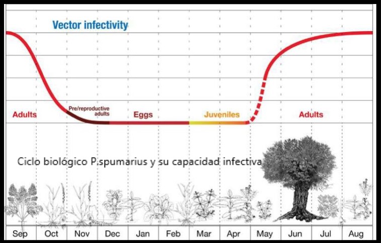 ciclo biológico Philaenus spumarius