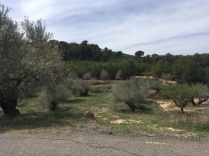 olivos xylella