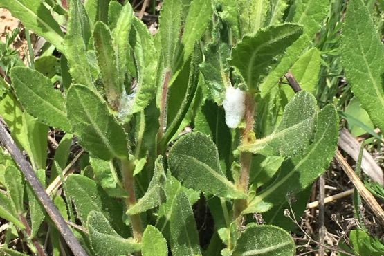 Neval registro xylella