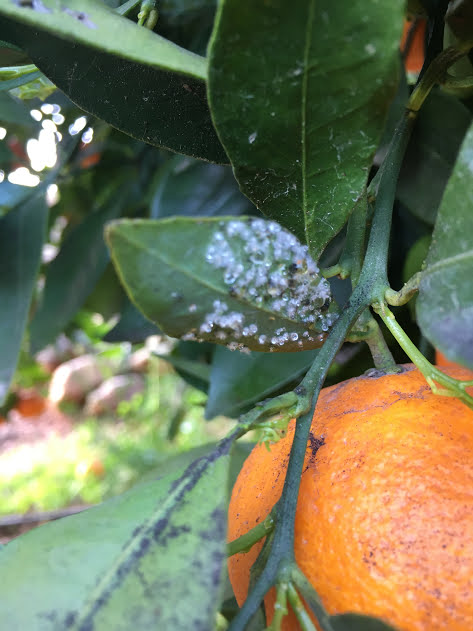 mosca blanca cítricos