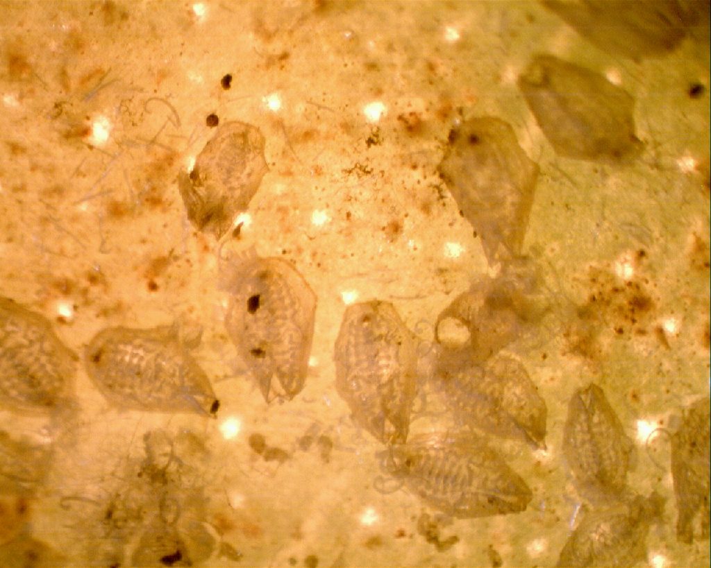 mudas pupa mosca blanca mudas pupa mosca blanca