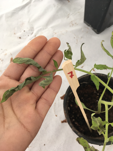 fitotoxicidad herbicidas tomate