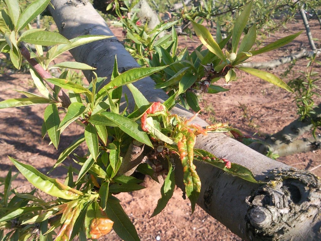 taphrina deformans archivos NEVAL. Ensayos de Eficacia