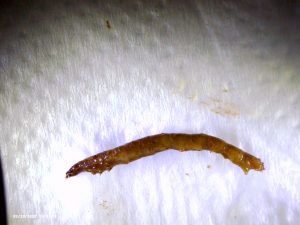 Agriotes Larva producto