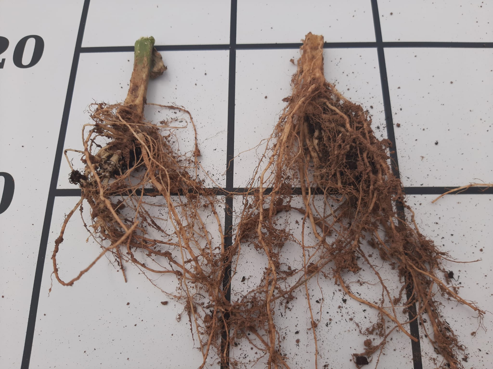 meloidogyne roots cucumber pepino nematodos raiz