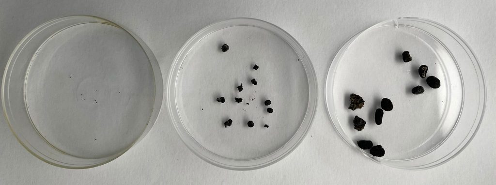 S.cepivorum, S.minor, S.sclerotiorum