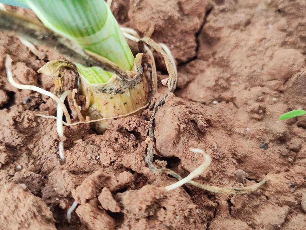 esclerotinia en cebolla 