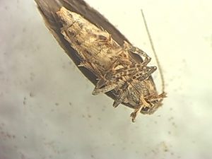 adulto lepidoptero polilla tomate Adulto tuta absoluta