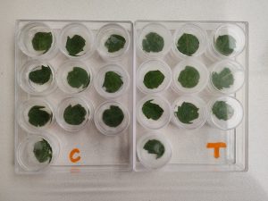 estudios in vitro tuta absoluta laboratorio