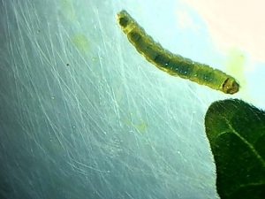 larva tuta absoluta neval tomate