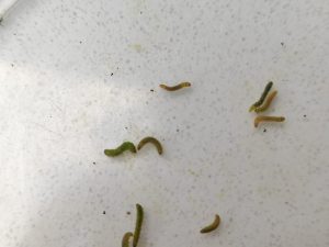 productos contra polilla del tomate