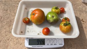 tomates no comerciales por tuta absoluta