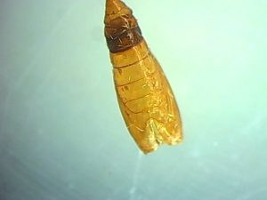 pupa control quimicoç tuta absoluta NEVAL