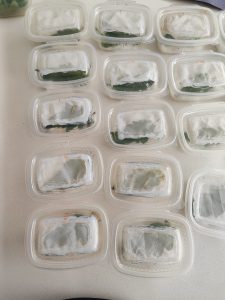 in vitro test insectos