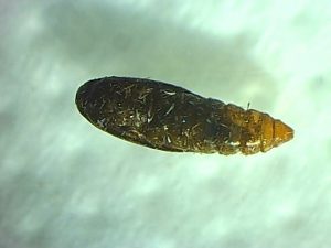 Pupa a adulto tuta dañado por tratamiento