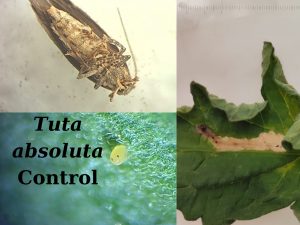 Control tuta absoluta productos