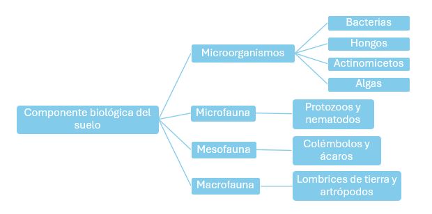 biota del suelo y micorrizas