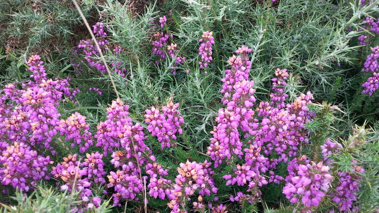 Erica cinerea, micorrizas ericoides