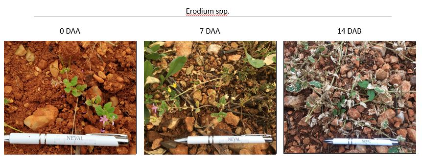 porcentaje daño por hierba herbicida