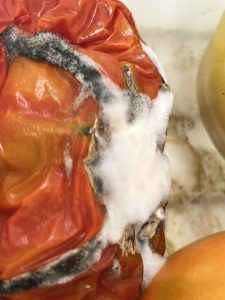Control de Rhizopus stolonifer con esporangios y micelio