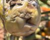 Rhizopus stolonifer tomato productos