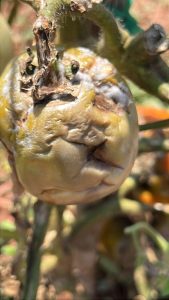 Rhizopus stolonifer tomato productos