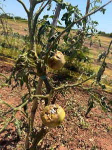 Micelio blanco tomate rhizopus