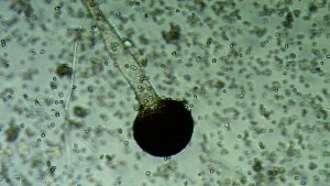 Rhizopus stolonifer microscopio, ensayos hongos