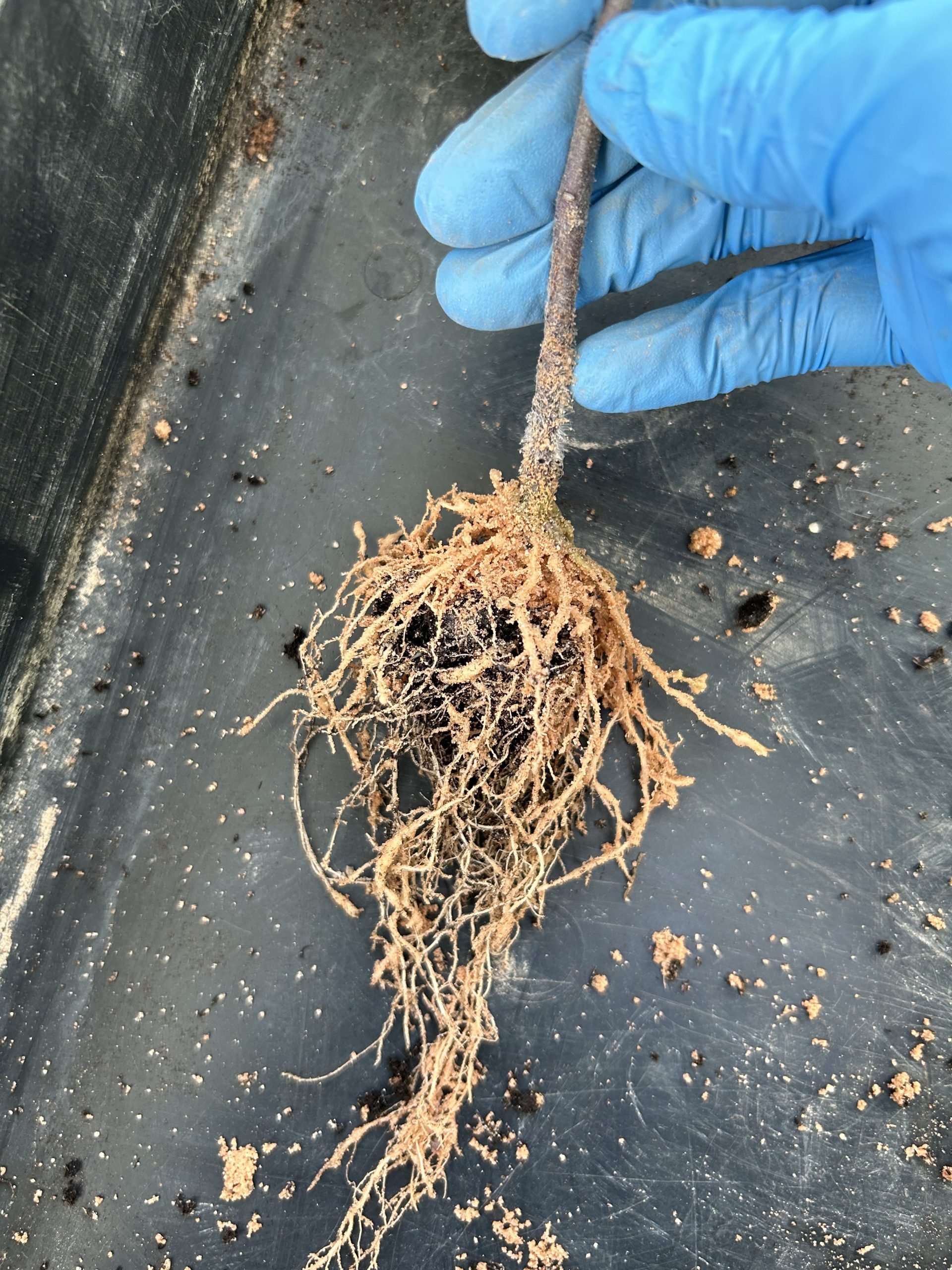 Estudio sustratos en Meloidogyne