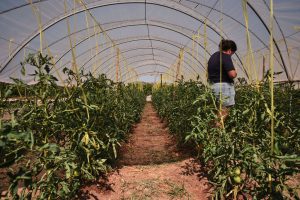 Control_Nematodos_Meloidogyne_tomate_biodiversidad
