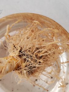 Raíces_masas_Meloidogyne_control nematodos