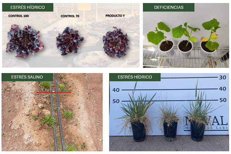 Productos bioestimulantes estreses abioticos