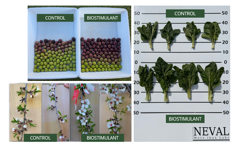 Rasgos de cualidad en ensayos bioestimulantes