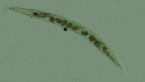 ENSAYOS BIODIVERSIDAD NEMATODOS MICROBIOMA CIR
